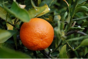 Huile essentielle de Tangerine